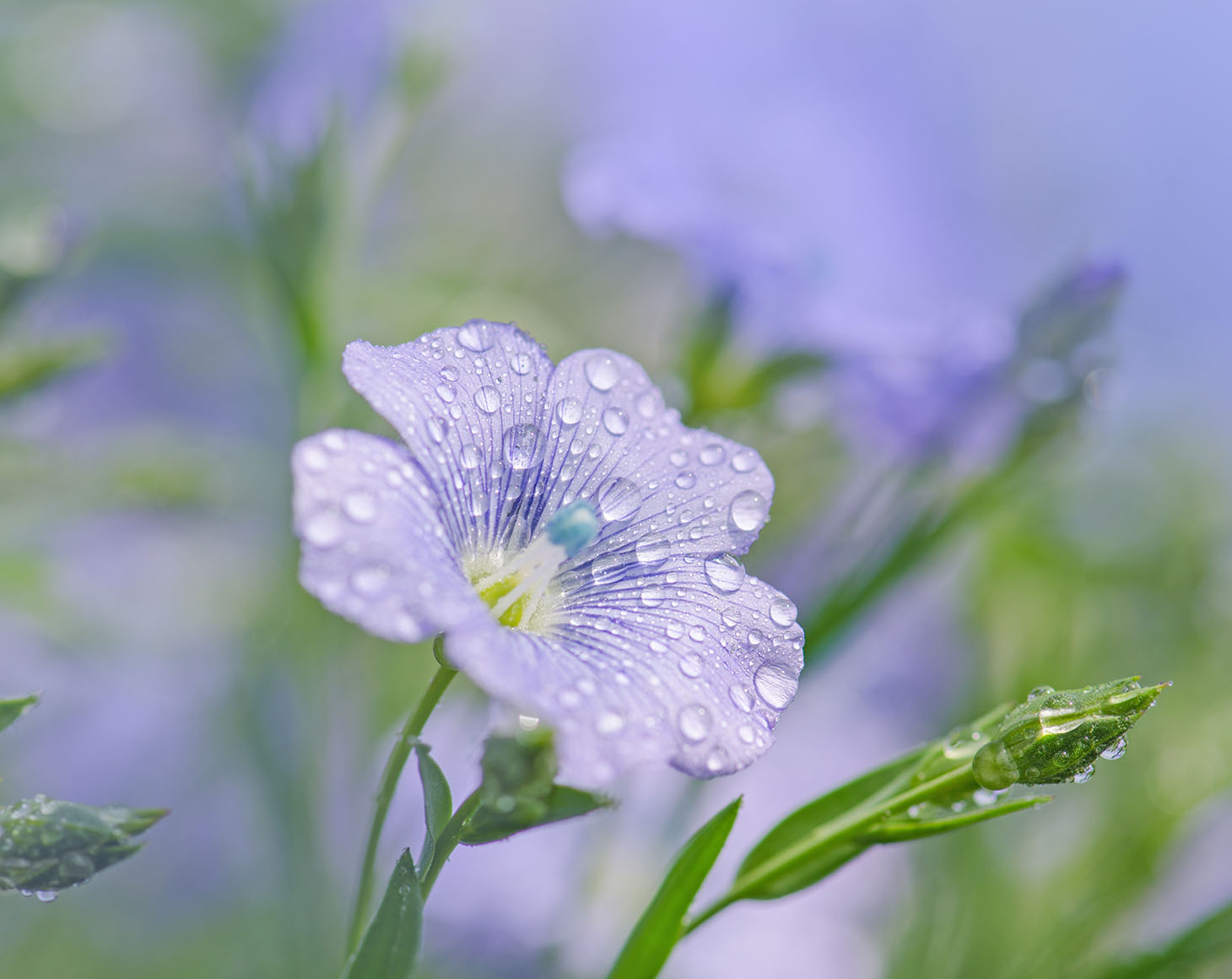 flax-field-flowering