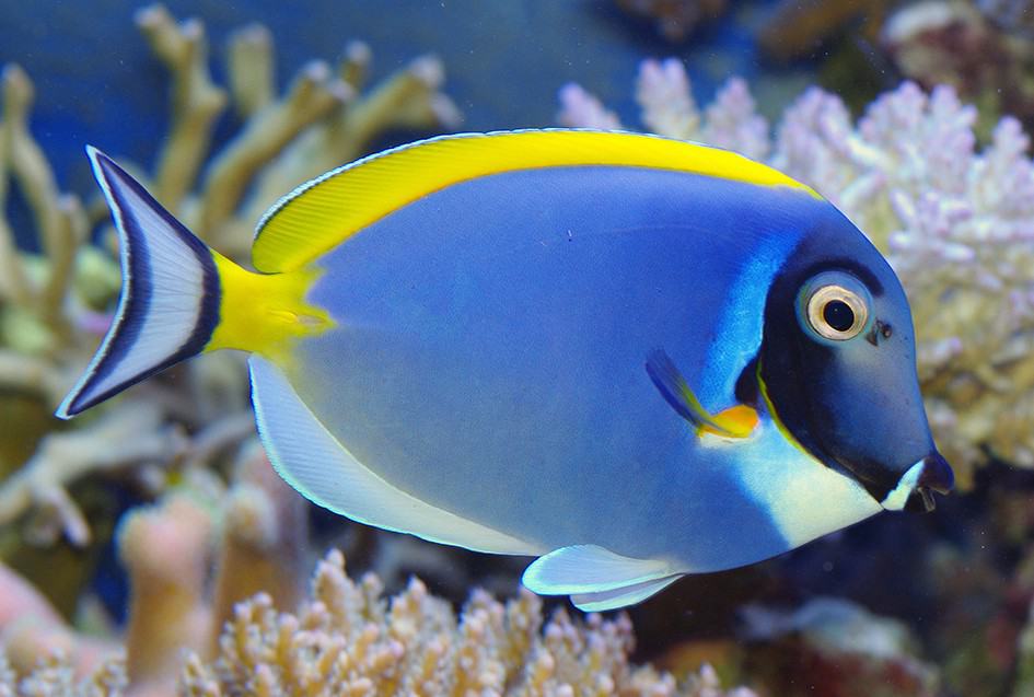 Powder-Blue-Tang-1