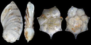 Foraminifera in the Kasseler Meeressande