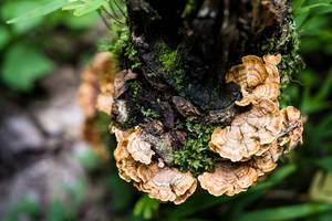 Orange fungi