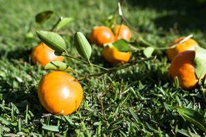 Mandarin oranges on the grass