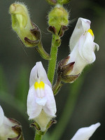 Antirrhinum graniticum