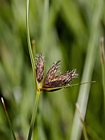 Bolboschoenus maritimus