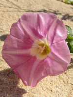 Calystegia soldanella