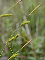 Carex laevigata