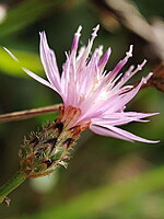Centaurea paniculata