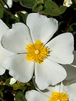Cistus salviifolius
