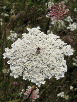 Daucus carota
