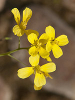 Diplotaxis catholica