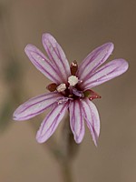 Epilobium brachycarpum