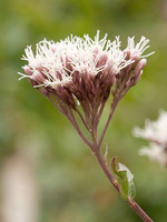 Eupatorium cannabinum
