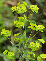 Euphorbia amygdaloides