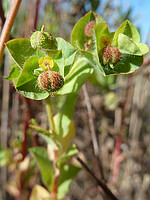 Euphorbia hirsuta