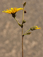 Hieracium sabaudum
