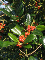 Ilex aquifolium