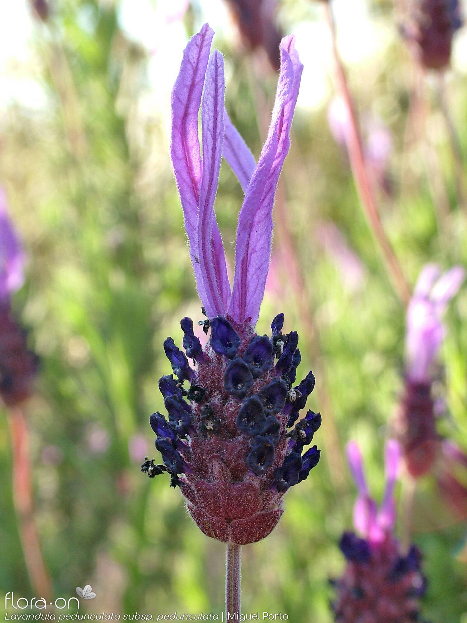 Lavandula pedunculata