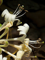 Lonicera periclymenum