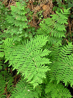 Osmunda regalis