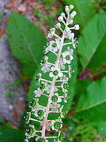 Phytolacca americana