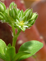 Polycarpon tetraphyllum