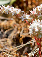 Sedum arenarium