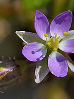 Spergularia marina