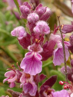 Teucrium salviastrum