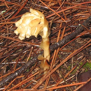 Plantas saprfitas/mico-heterotrficas