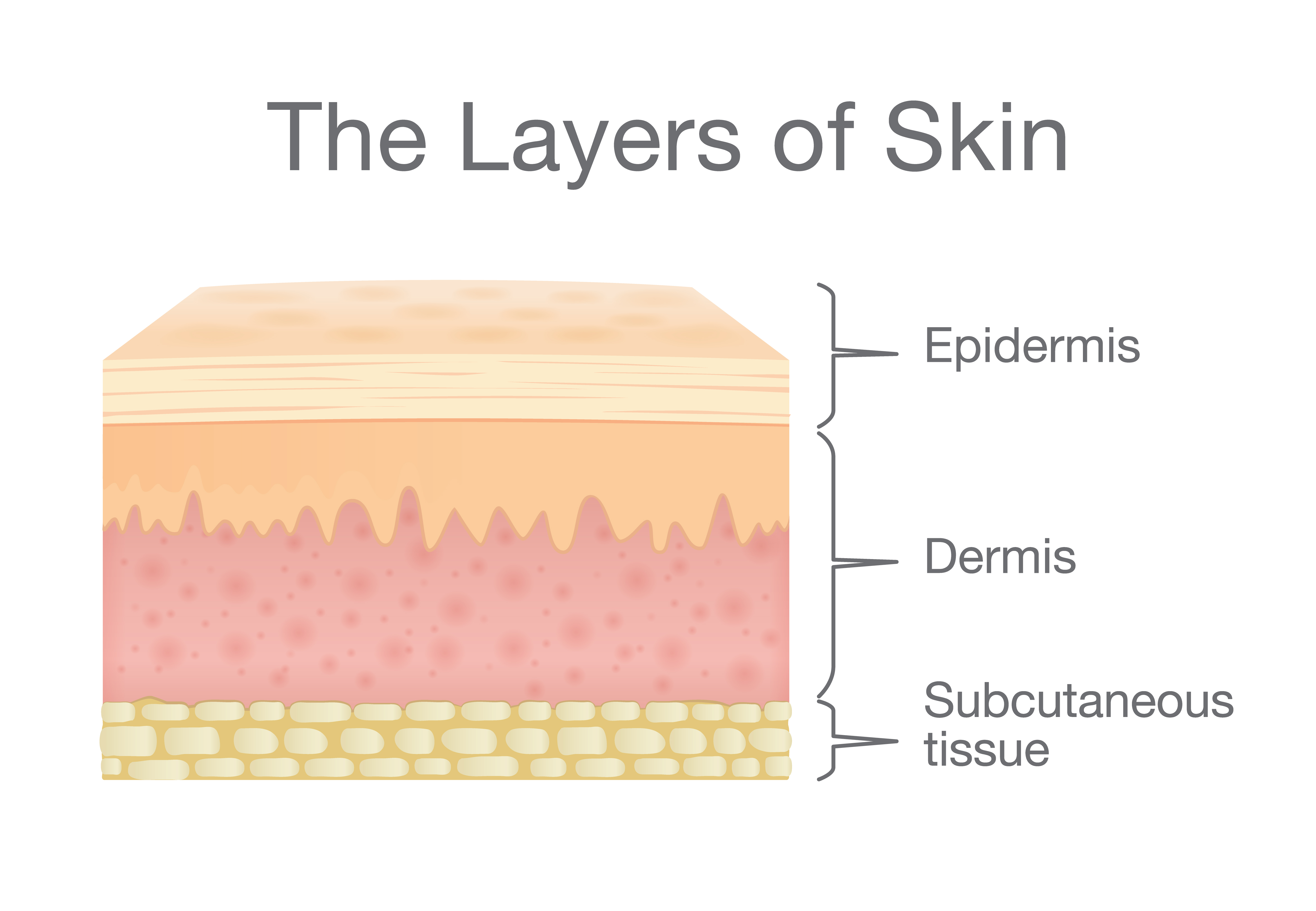 Epidermis Outer Layer Of Skin Layers Function Structure Human | Hot Sex ...