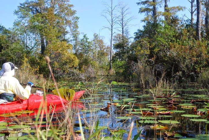 Paddling in the Okefenokee, 2014