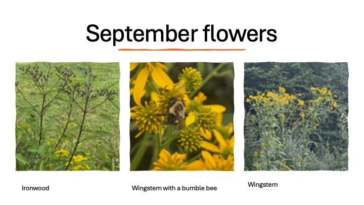 September flowers: Ironwood and Wingstem