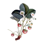 Strawberry plant