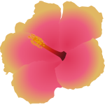 Hibiscus blossom flower