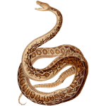 Cuban boa