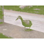 Female mallard duck 