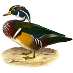 Wood duck