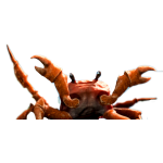 Crab Rave