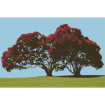 Pohutukawa Tree