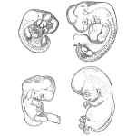 Embryo Stages