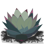 Agave-1585576500