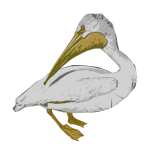 American White Pelican