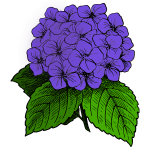 Hydrangea - Purple