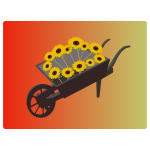 wheel barrow sunflower