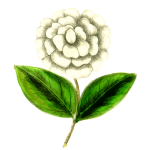 Camellia flower plant