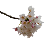 CherryBlossom