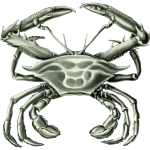 Crab