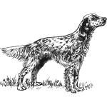 English Setter vector illustration