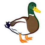 Male duck