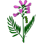 Vector image of hedysarum boreale plant