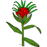 Vector illustration of castilleja miniata plant